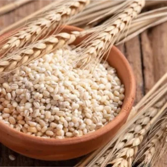 Barley Millet (பார்லி மிளெட்)