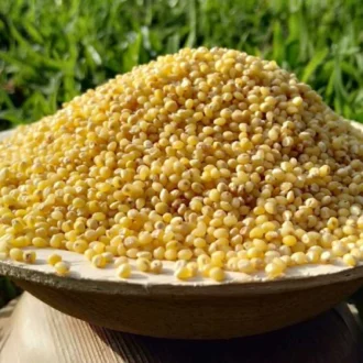 Pani Varagu Rice (பனிவரகு அரிசி)